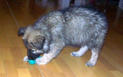 Odin 8 Wochen alt